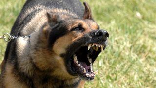 Los perros están mucho más estresados y ansiosos de lo que creíamos, según un estudio